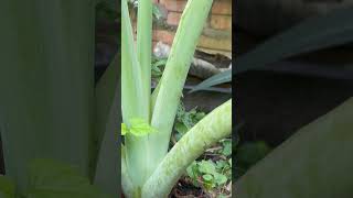 Colocasia Tarot grow in tires [upl. by Sucramel]