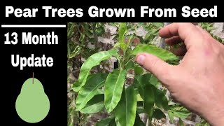 How To Grow Pear Trees From Seed 13 Months Old [upl. by Clim500]