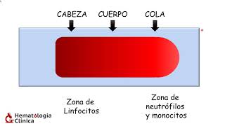 Extendido de Sangre periférica [upl. by Euqinamod]