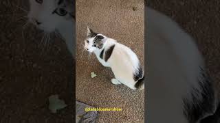 It only lasted five minutes after two months of drought garden homesteadgarden catsofyoutube [upl. by Eniale]