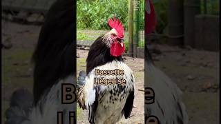 The rare Bassette Liégeoise chicken from Belgium  BassettenHühner sind Zwerghühner 🐓chickens [upl. by Llertnov269]