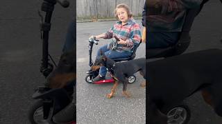 “Dog talk” Training obedience to a Doberman k9 from a wheel chair [upl. by Yrtnahc26]