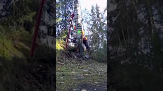 Simplest Way To Cut Down A Tree With a Chainsaw [upl. by Ruelu410]