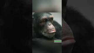 Baby chimpanzee 🐵 ytshorts shorts short facts amazing [upl. by Zampardi]