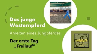 Das junge Westernpferd vor dem Zureiten im Freilauf horse pferde westernreiten [upl. by Dnilazor]