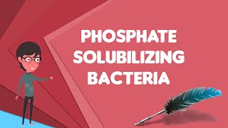 What is Phosphate solubilizing bacteria Explain Phosphate solubilizing bacteria [upl. by Chellman]