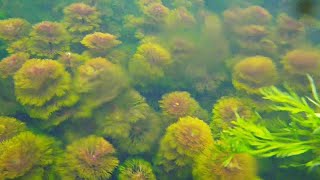 WILD AQUATIC PLANTS For Aquarium [upl. by Nnayllek]