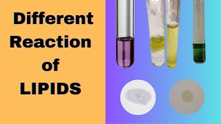 Different Reactions of Lipids  Halogenation test Biochemistry practical exam [upl. by Eelrak]