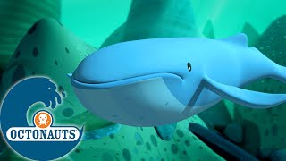 Octonauts  🐋 Les baleines désorientées 🐋  Dessins animés pour enfants [upl. by Nnayelsel]