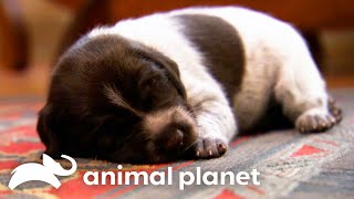 Adorable German Shorthaired Pointer Puppies Make Friends with Kitten  Too Cute  Animal Planet [upl. by Dorolice]