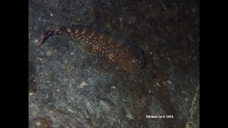 Gastromyzon ocellatus from Sarawak [upl. by Bibby]