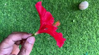 Family Malvaceae Floral detail and formula Hibiscus [upl. by Sonia219]