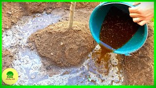 Using sheep Manure in the Garden  why its the best compost [upl. by Mell]