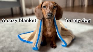 Lets knit a cozy blanket for my mini dachshund [upl. by Latoya63]