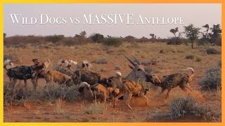 WILD DOGS vs MASSIVE Eland [upl. by Rieth]