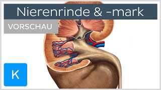 Nierenrinde und Nierenmark Vorschau  Anatomie des Menschen  Kenhub [upl. by Sherborn72]