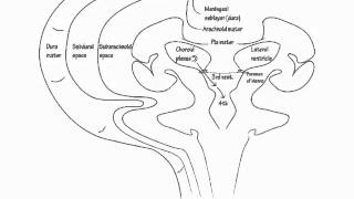 Cerebrospinal Fluid Flow Pattern  Draw it to Know it  Neuroanatomy Tutorial [upl. by Ruder]