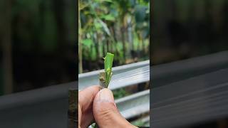 Easy Guide to Kaffir Lime Grafting for Beginners EP941 shorts [upl. by Mariel]