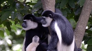 The Black and White Colobus Monkey or Mantled Guereza [upl. by Javed932]