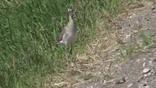 Upland Sandpiper Scolopacidae Bartramia longicauda [upl. by Aman43]