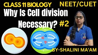 Cell Cycle amp Cell Division class 11 I Cell Cycle amp Cell Division class 11 one shot I ncert  neet [upl. by Hameerak]