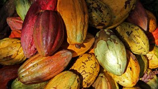 Cacao I Parte1 Historia del Cultivo Requerimientos de Suelo y Clima [upl. by Auqeenwahs]