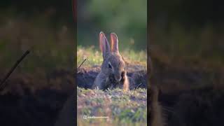 Charm Rabbit momenti di natura e calma accoglientequot [upl. by Grider]