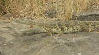 Crocodylus nilocitus  Cocodrilo del Nilo  Nile crocodile [upl. by Barhos496]