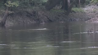 Northeast Cape Fear River continue to shows various types of PFAs in water [upl. by Farlee395]