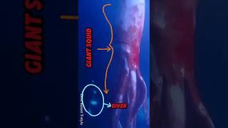 Is This Ocean Giant a Myth or Reality The Truth About the Mysterious Giant Squid [upl. by Maia411]