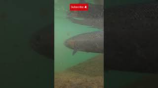 Steelhead fishing underwater release fishing steelhead underwater pnw [upl. by Nahraf744]