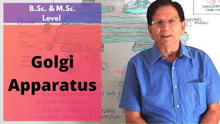 Golgi Apparatus  BSc amp MSc Level Biology [upl. by Ttcos]