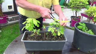 Bonsai für den Garten Teil 3 [upl. by Geis52]