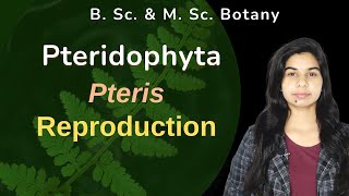 Pteridophyta  Pteris  Sporophyte  Reproduction  Botany  B Sc amp M Sc [upl. by Myles]