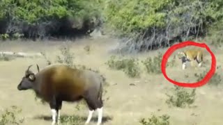 Tiger Chasing Bison at Tadoba Andhari Tiger Reserve [upl. by Koeninger]