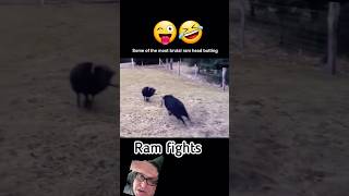 RAM GOAT head butting fight for supremacy funny goat [upl. by Lotsyrk120]