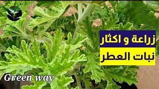 أفضل طرق اكثار نبات العطرزراعةالنباتاتالعطريةPelargonium [upl. by Nevlin]