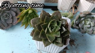 tara mag repot tayo ng succulent•succulent collection of oct•succulent in lowland [upl. by Adnilrem]