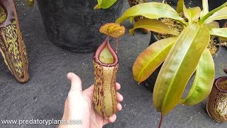 Hybrid Highlight Nepenthes Maiden of Victory N maxima x ventricosa [upl. by Lidaa979]