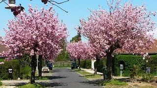 Japanese cherry blossom trees prunus serrulatacultivar Kanzan japansk kirsebærtræ blomstrende [upl. by Aggappe706]