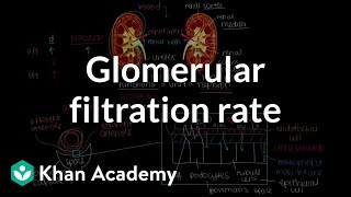 Changing glomerular filtration rate  Renal system physiology  NCLEXRN  Khan Academy [upl. by Aiblis426]