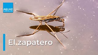 El ZAPATERO el insecto que CAMINA sobre el AGUA [upl. by Nerol]