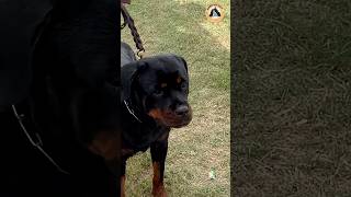 Our Champion Lady Ollie  India’s Most Beautiful Rottweiler Female Is All Set To Win shorts dogs [upl. by Nairoc166]