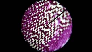 Plasmolysis and osmosis in red onion cells Plasmolyse en osmose in rode uiencelwmv [upl. by Acisset]