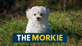 Morkie AKA The Maltese Yorkie Mix [upl. by Sonni]