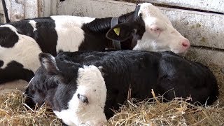 Wadena County Fair Celebrates 125 Years [upl. by Saidnac61]