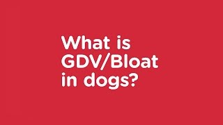 What is GDV or Bloat in Dogs  Vets Now Pet Safety Advice [upl. by Resa70]