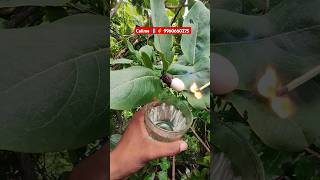 White Bhilawa Price Seeds Shorts 9960660275 shorts [upl. by Atsugua314]