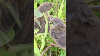 Baby Bird Golden Crowned Sparrow EP01152 Egg citing Ornithology Nature Biodiversity Eggcepti [upl. by Luzader698]