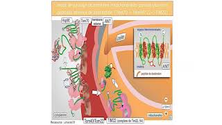 Adressage protéines mitochondrie [upl. by Felten]